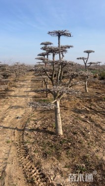 12公分对节白蜡