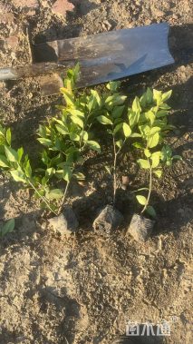 高度40厘米金森女贞小苗