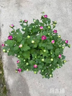 高度30厘米玛格丽特花