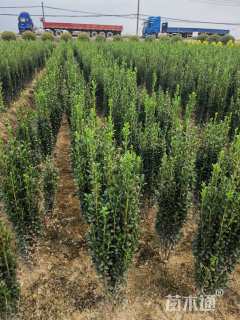高度60厘米直立冬青