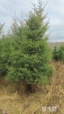 高度400厘米云杉