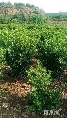 冠幅60厘米大叶黄杨球