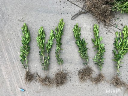 高度40厘米瓜子黄杨