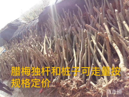 狗牙腊梅