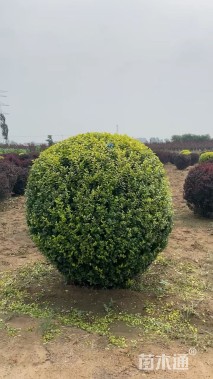 冠幅150厘米金叶女贞球