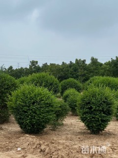 冠幅150厘米小叶女贞球