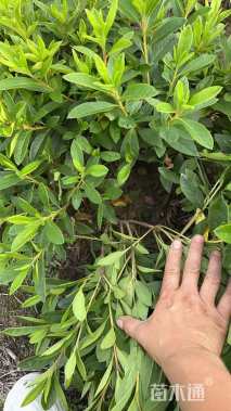 高度28厘米毛鹃