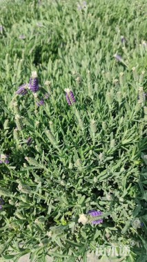 高度20厘米薰衣草