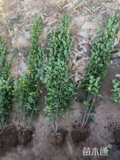 高度1.2厘米北海道黄杨