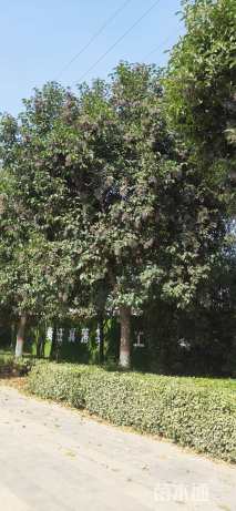 18公分大叶女贞