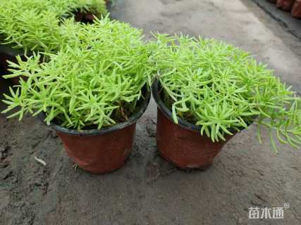 高度20厘米佛甲草