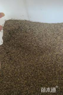 荷兰菊种子荷兰菊种子