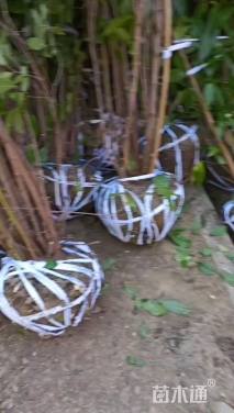 高度180厘米丛生蜡梅