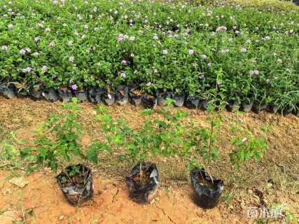 高度20厘米紫花马樱丹