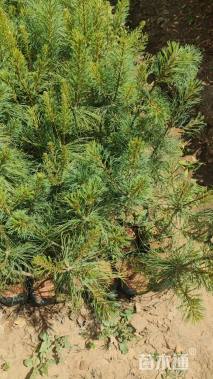 高度40厘米华山松