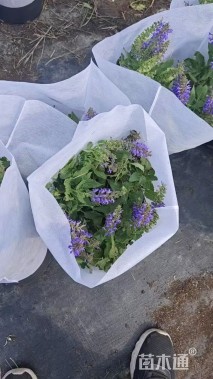 高度35厘米鼠尾草