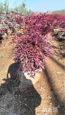 高度70厘米南天竹