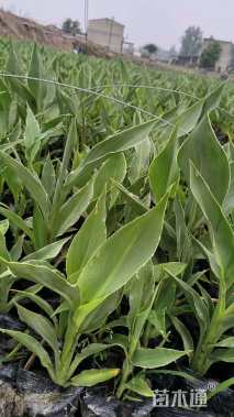 高度25厘米美人蕉