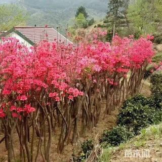 高度120厘米映山红