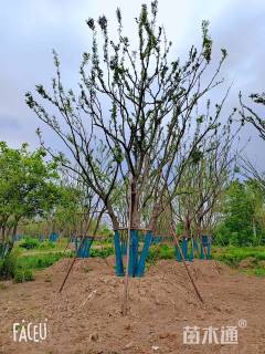 80公分(5杆)丛生朴树