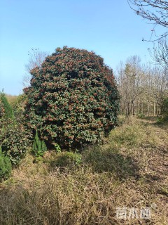 高度400厘米中华石楠