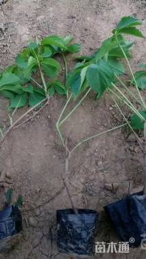 50厘米五叶地锦