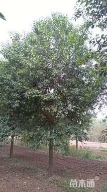 10公分大叶女贞