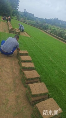 草卷状马尼拉草