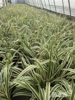 高度30厘米山菅兰