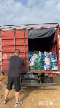 高度20厘米肾叶堇