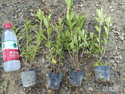 高度35厘米春鹃