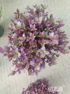 高度25厘米红莲子草