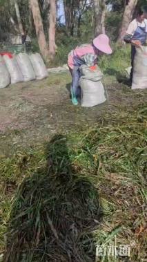 高度60厘米马来眼子菜