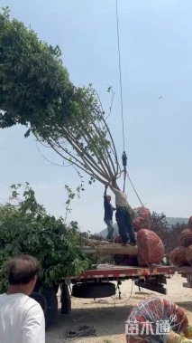 12公分二乔玉兰