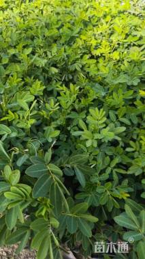 高度20厘米双荚槐