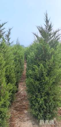 高度220厘米蜀桧