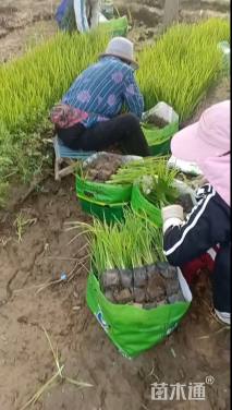 黄昌蒲，自家苗圃自产自销