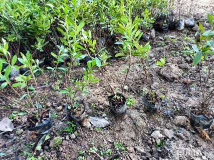 高度25厘米毛鹃