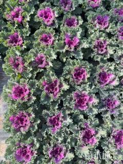 高度11厘米羽衣甘蓝