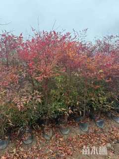 高度50厘米南天竹小苗