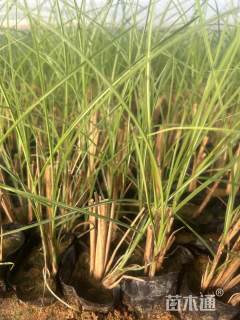 高度40厘米细叶芒