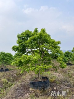 25公分红果冬青