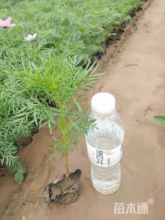 高度25厘米波斯菊