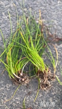 高度25厘米葱兰