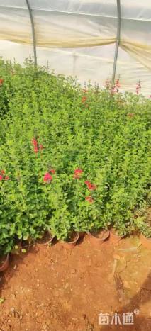 高度40厘米鼠尾草