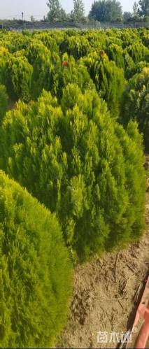 冠幅100厘米洒金柏球