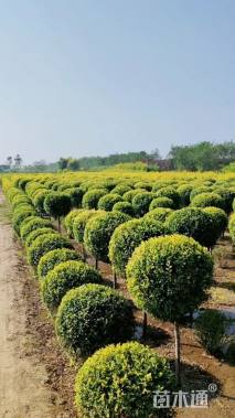 冠幅100厘米金叶榆球