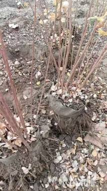 高度180厘米胡枝子