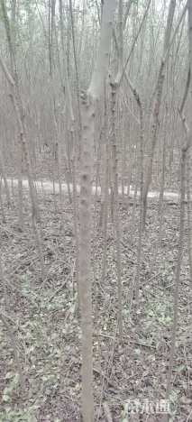 高度180厘米小叶女贞