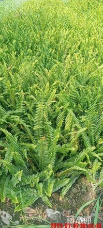 高度30厘米肾蕨